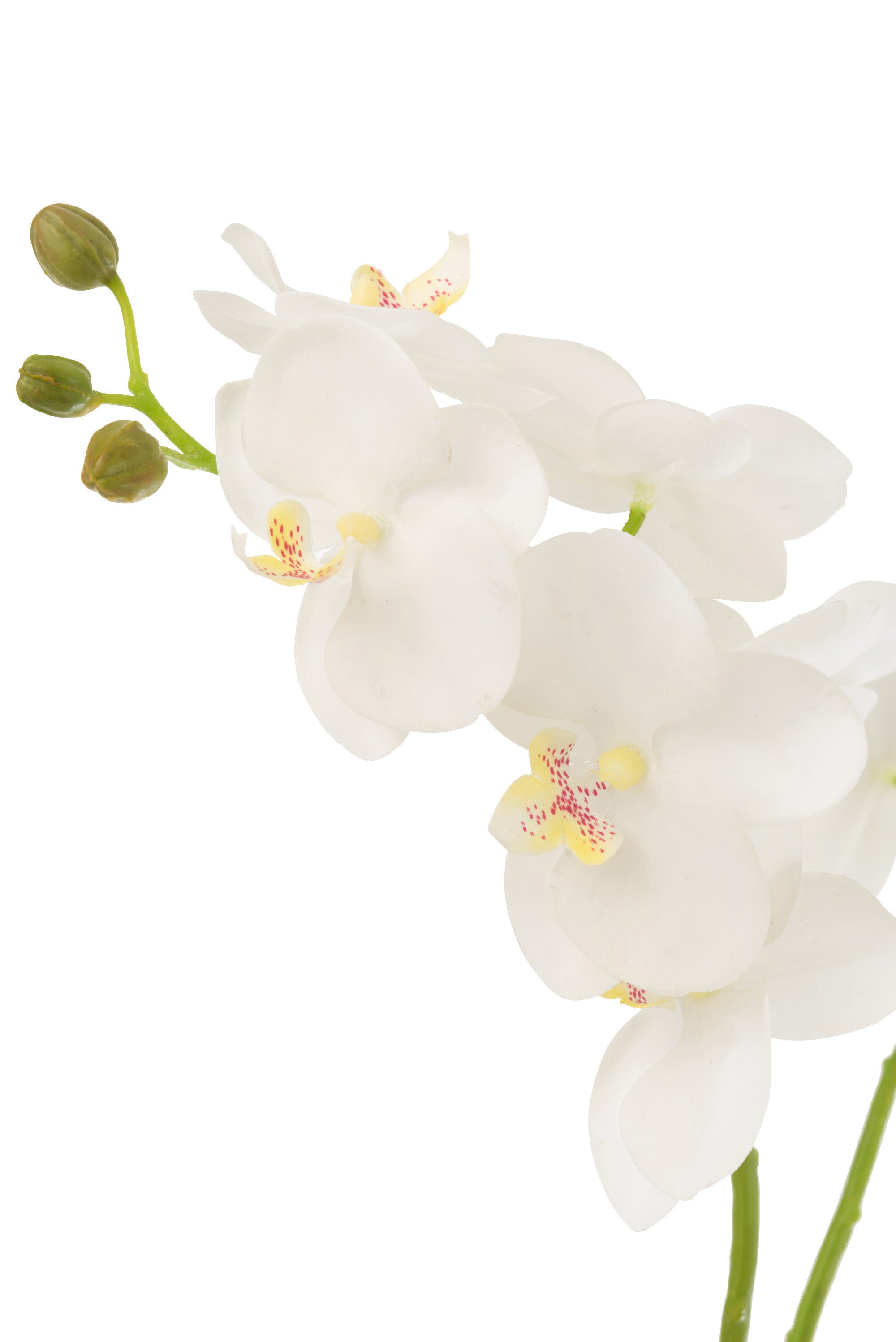 ORCHIDEE IN AARDE PL WIT/GRN M (30x15x52cm)