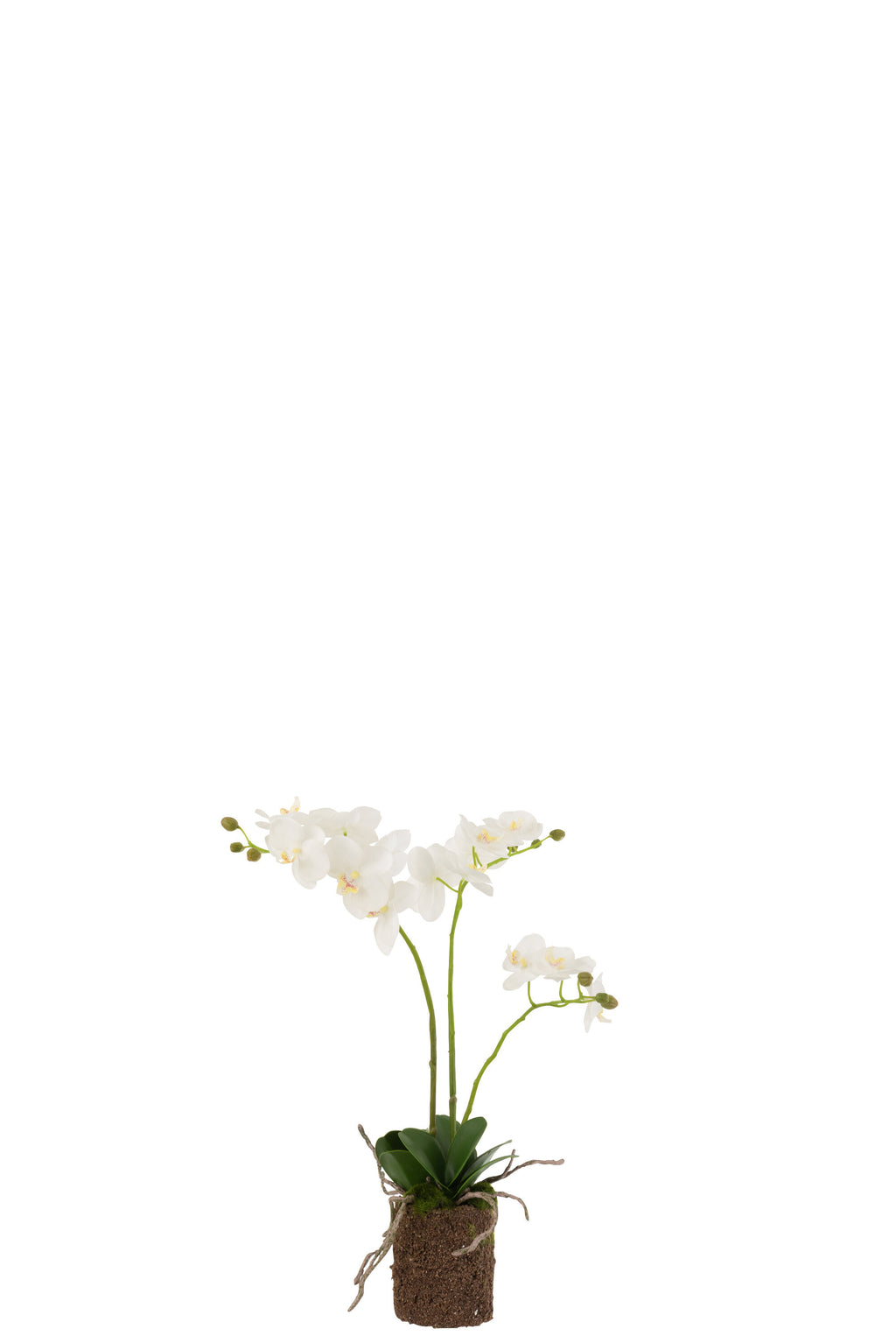 ORCHIDEE IN AARDE PL WIT/GRN M (30x15x52cm)