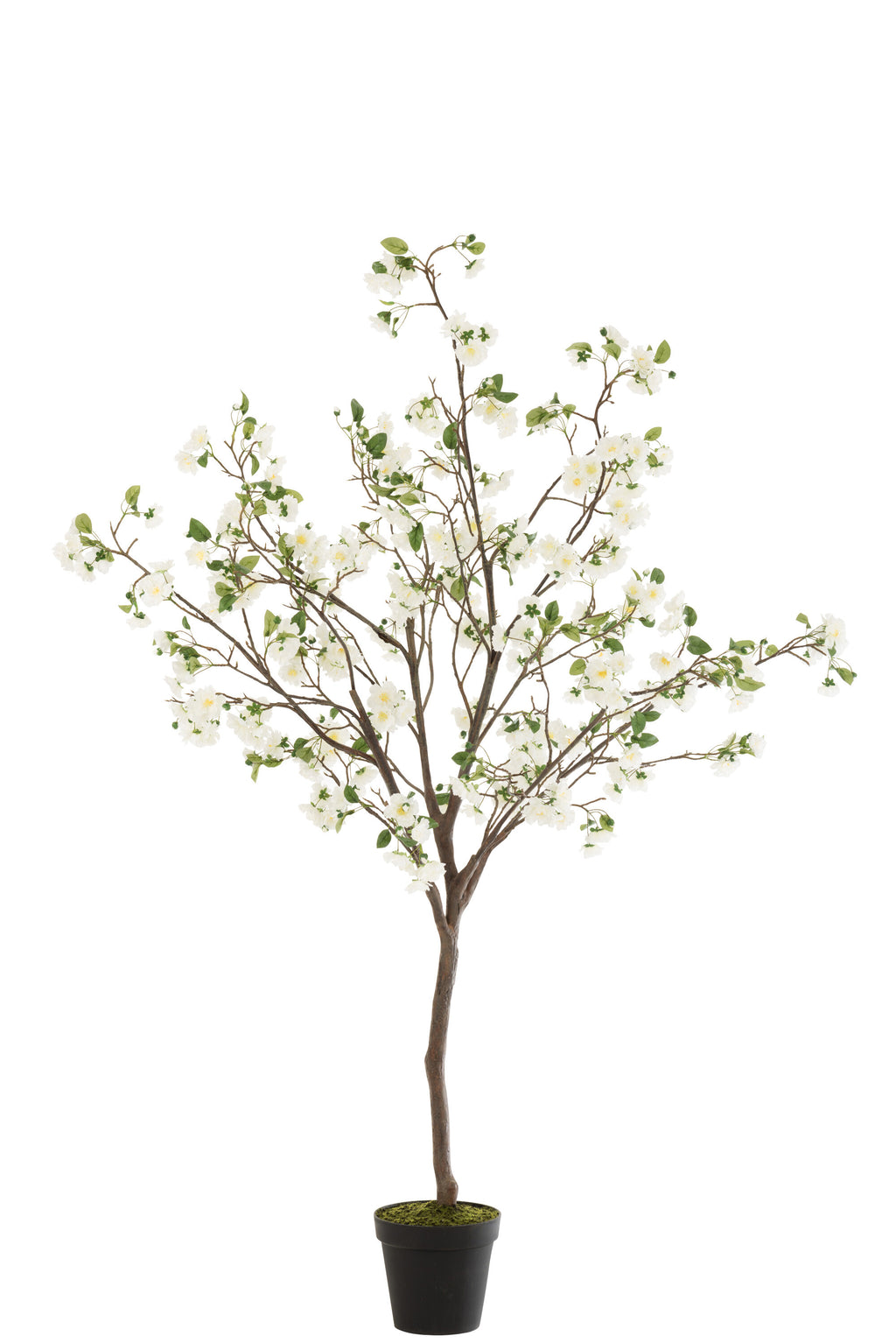 BLOESEMBOOM PL WIT/BRUIN L (100x100x190cm)
