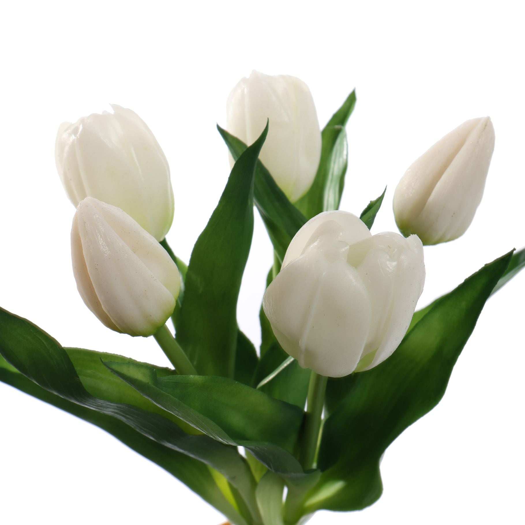 Tulpen Cream bundel van 5 (30cm)