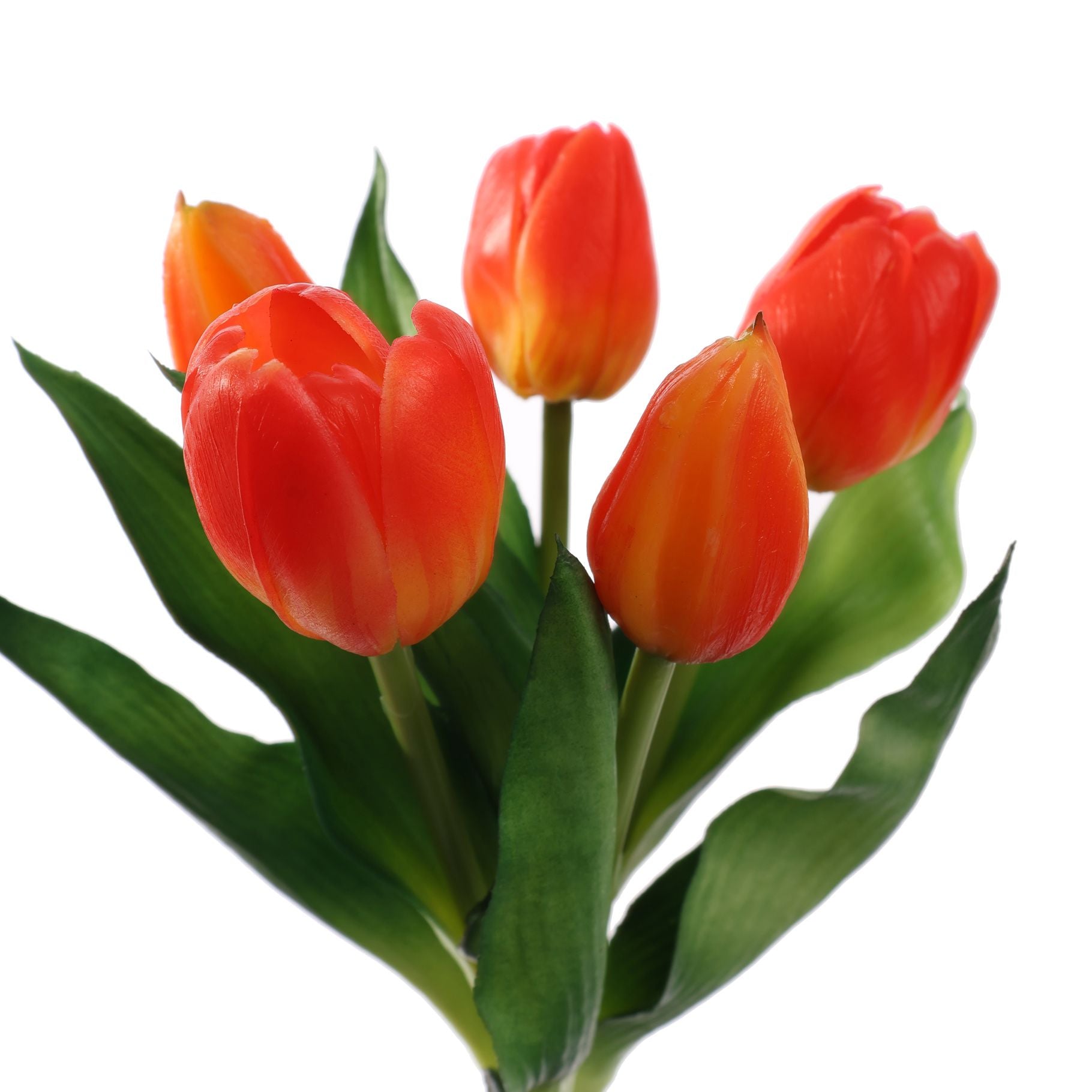 Tulpen oranje bundel van 5 (30cm)