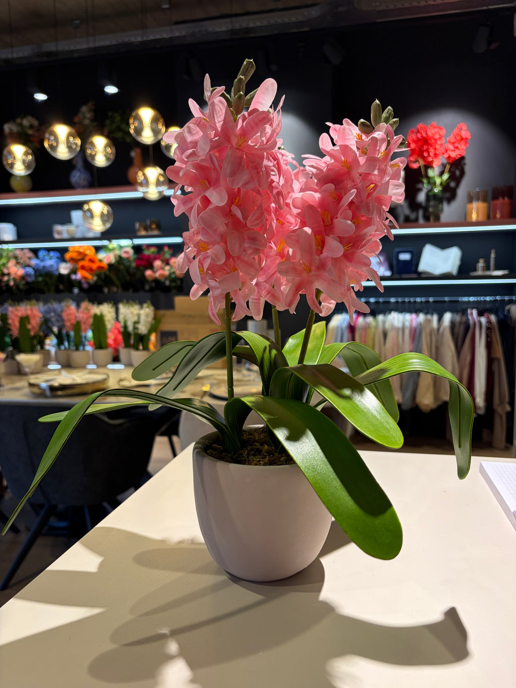 Hyacinten in een cement pot -Roos