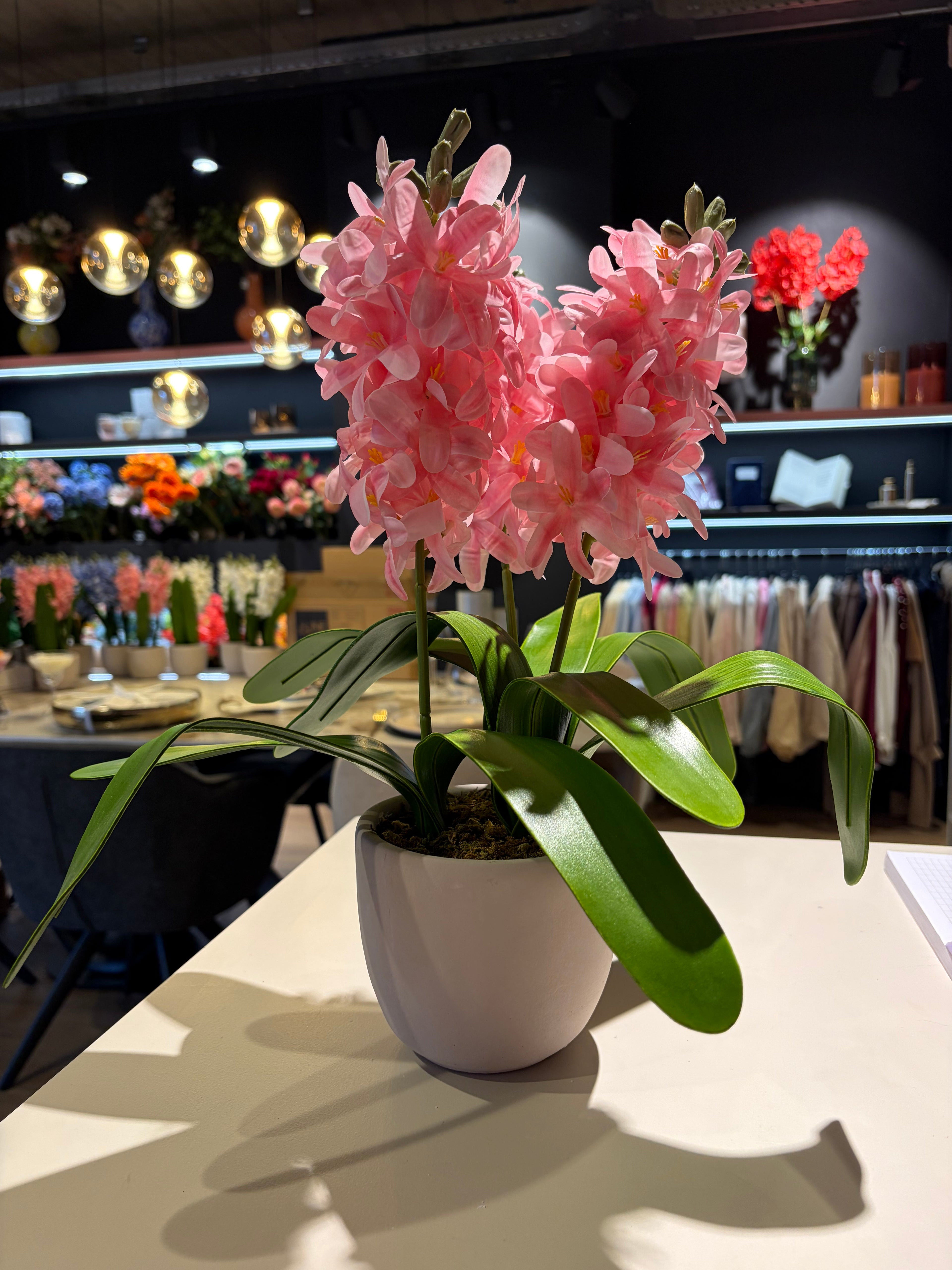 Hyacinten in een cement pot -Roos