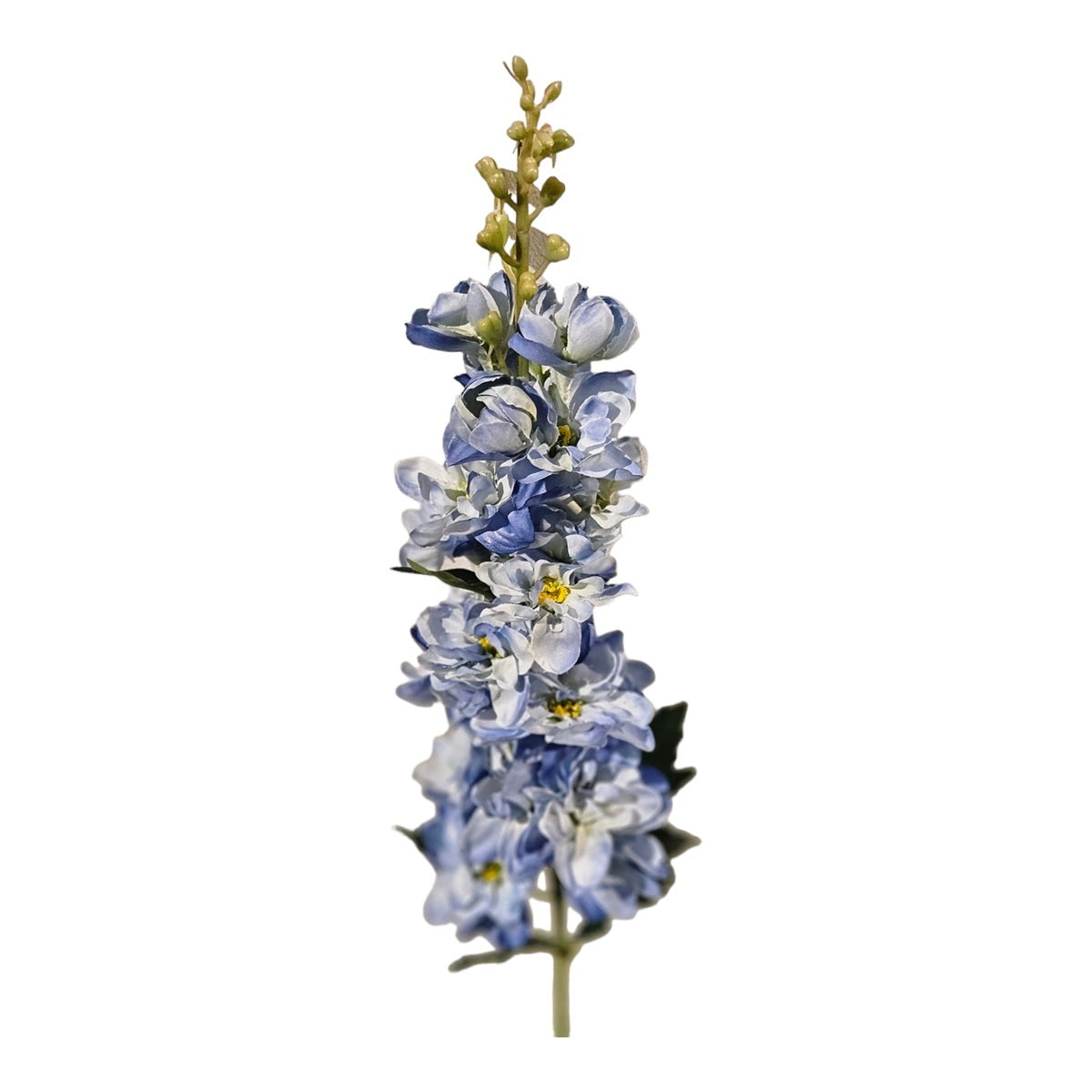 Blue Larkspur