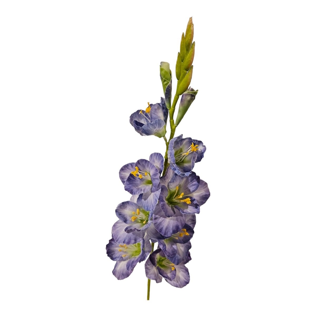 Purple gladiolus