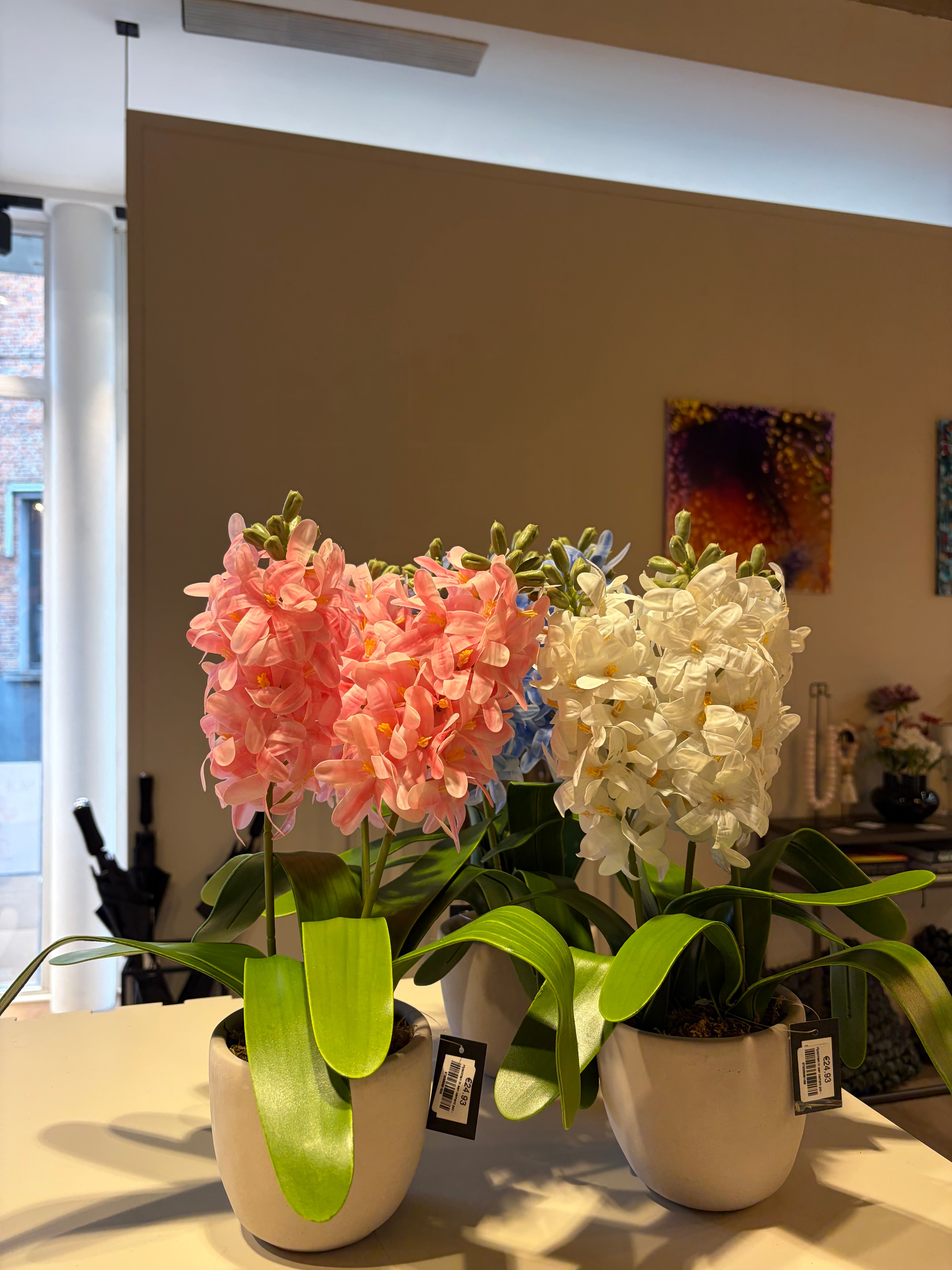 Hyacinten in een cement pot - Wit