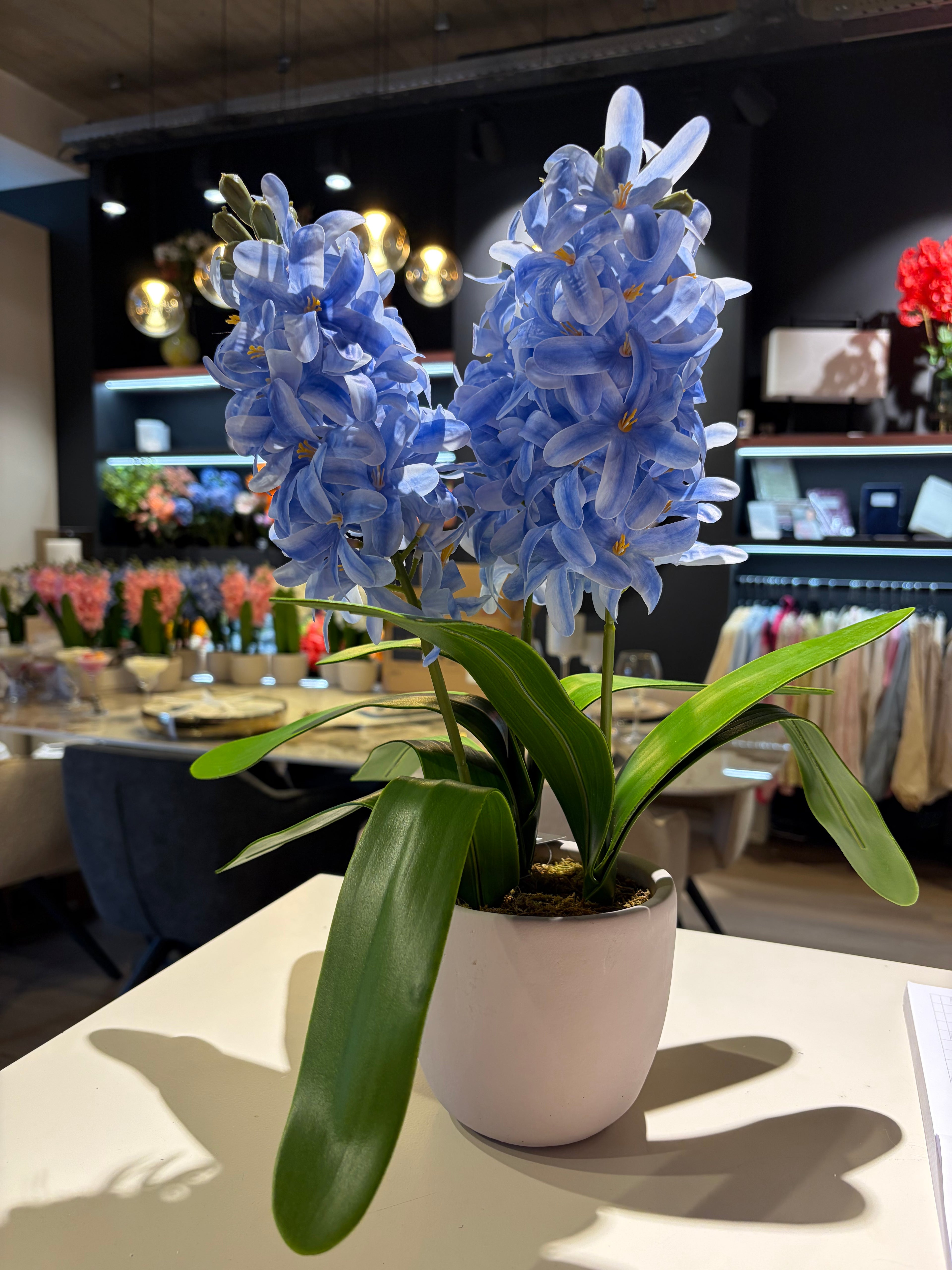 Hyacinten in een cement pot - blauw