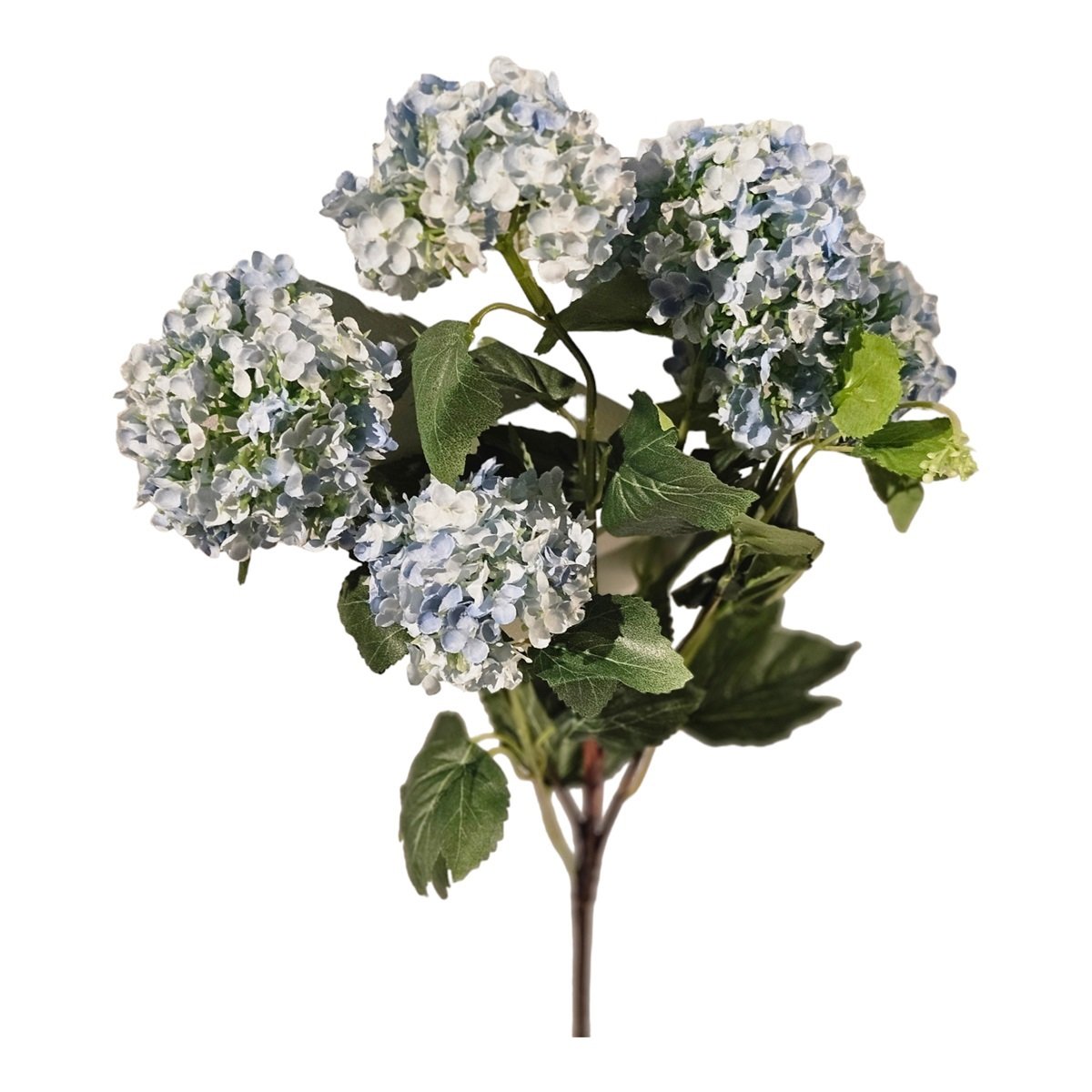 Blue Snowball Branch