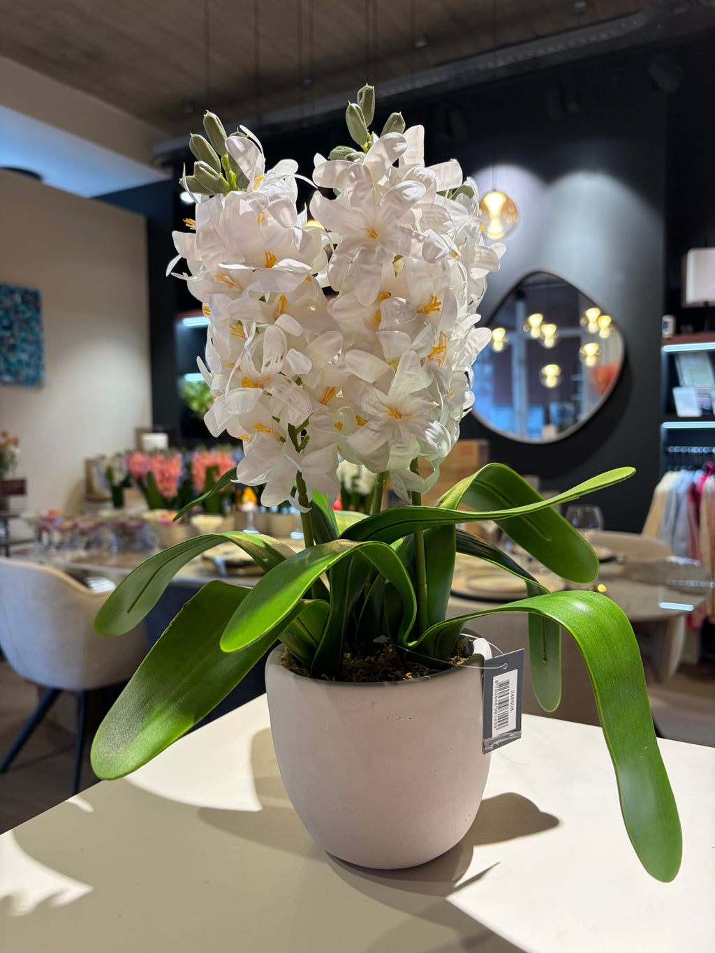 Hyacinten in een cement pot - Wit