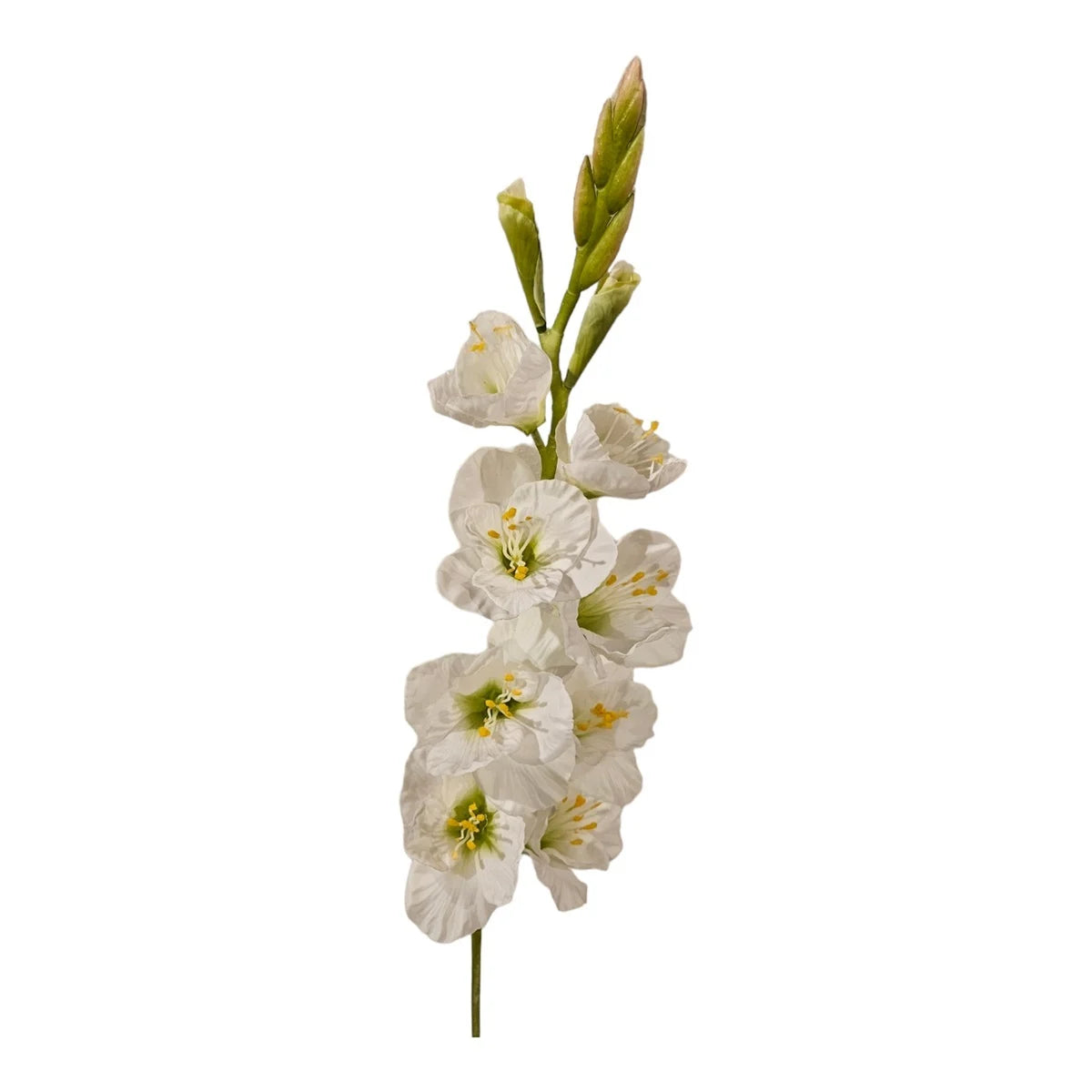 White Gladiolus