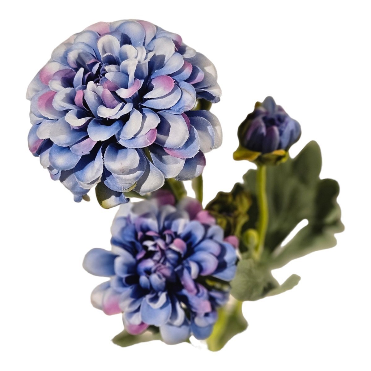 chrysant - blauw