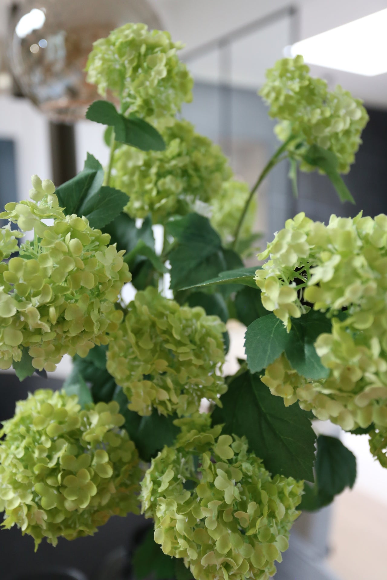 Green Snowball branch