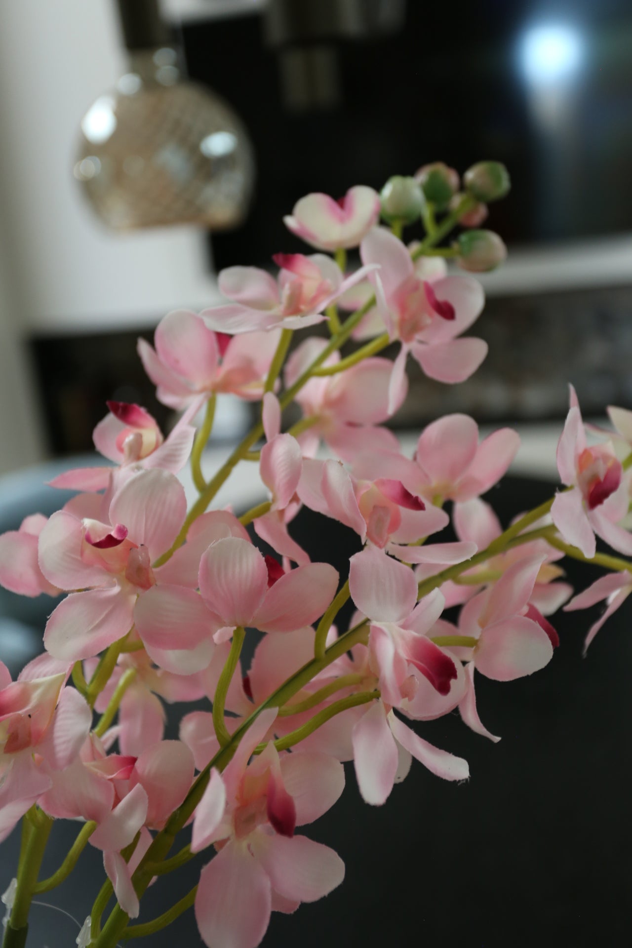 Pink Dainty orchid