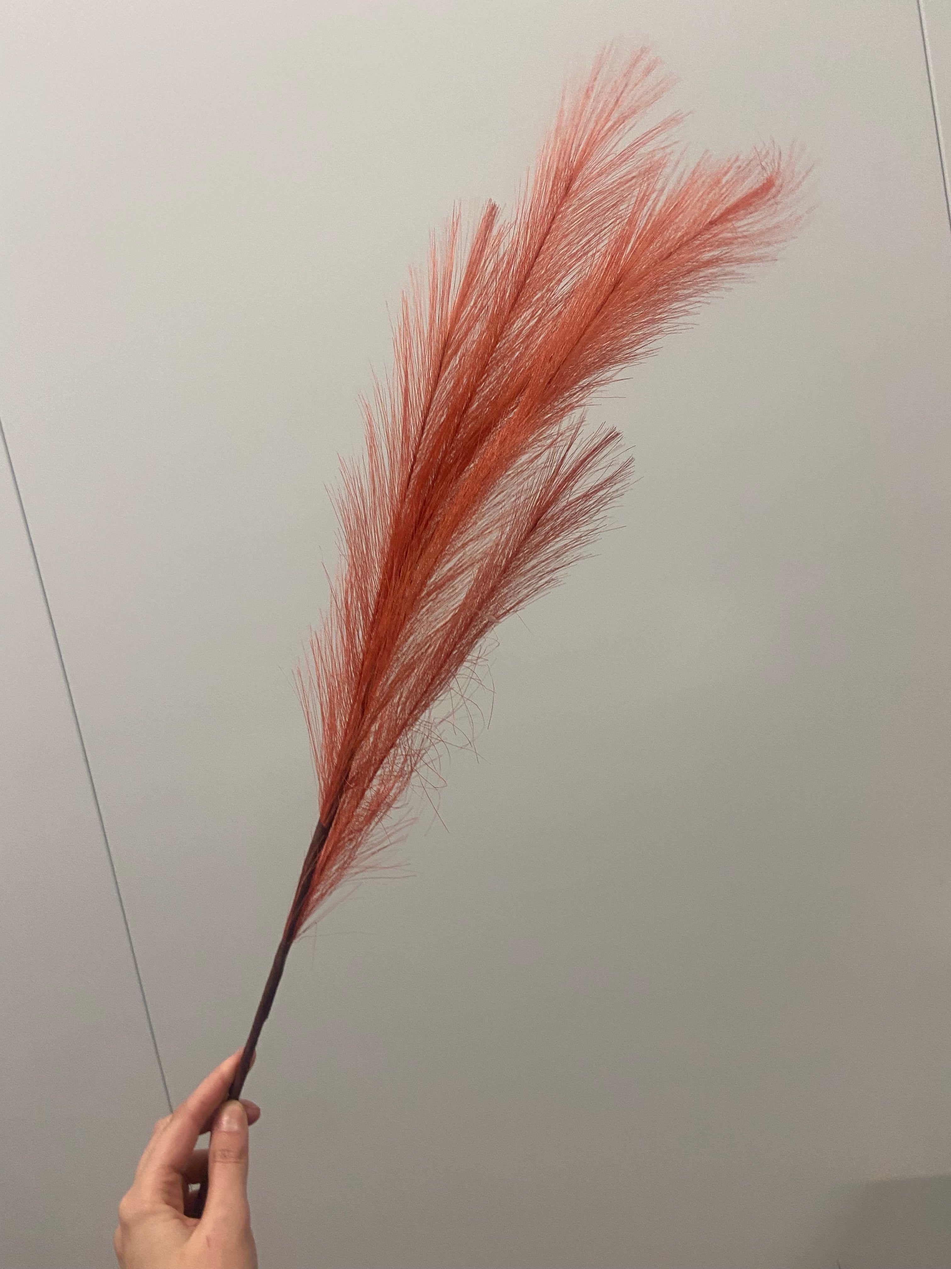 pampas rood 93cm